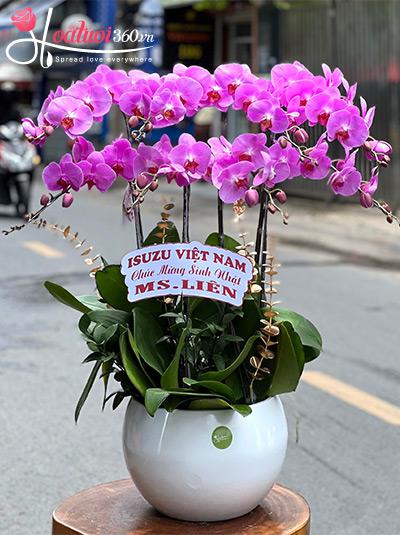 Lan hồ điệp hồng - Cảm xúc ngọt ngào