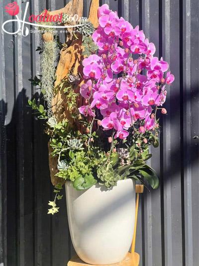 Lan hồ điệp hồng ghép gỗ lũa - Phúc như ý nguyện