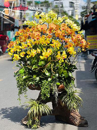 Lan hồ điệp kết hợp - Đắc thời đắc lợi