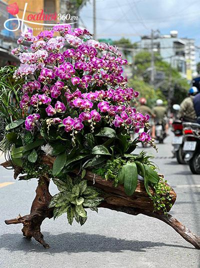 Lan hồ điệp kết hợp - Phúc duyên tràn đầy