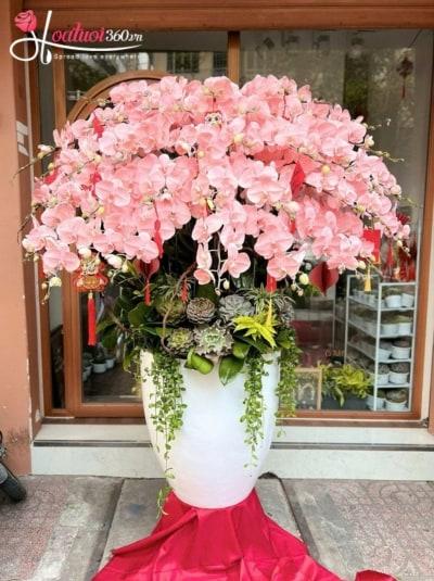 Chậu lan hồ điệp nhuộm màu - Hồng ân khai lộc