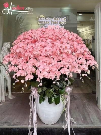 Chậu lan hồ điệp nhuộm màu - Lộc hồng đón tài