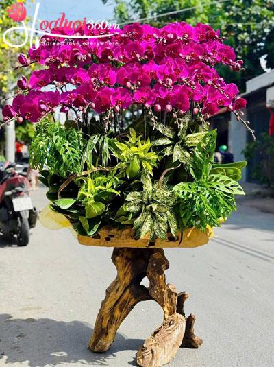 Lan hồ điệp tím ghép gỗ lũa - Lộc tài bền lâu