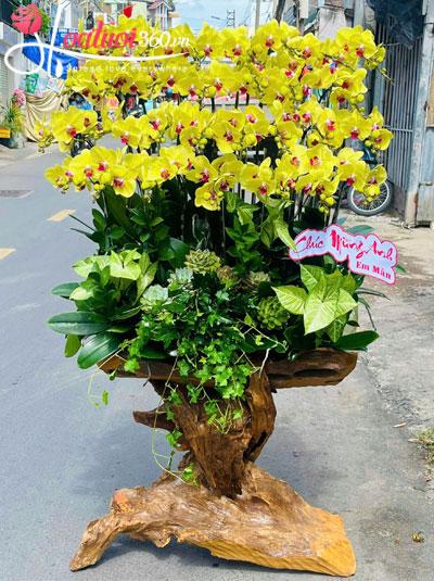 Lan hồ điệp vàng ghép gỗ lũa - Ngọt ngào vạn phúc