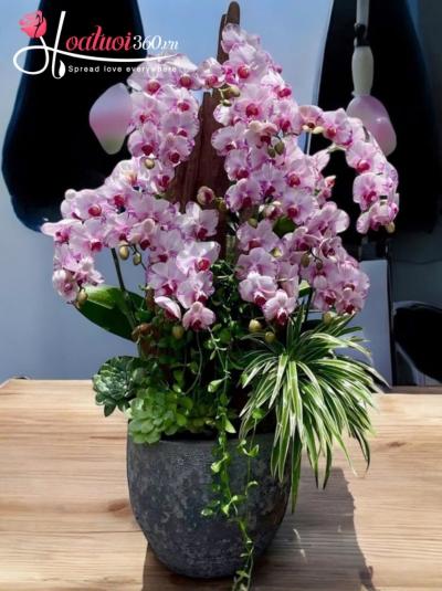 LHDGL - Hồng ngọc đa sắc