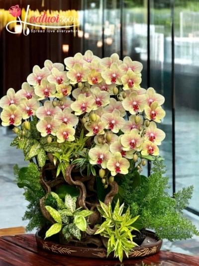 LHDGL - Thập toàn đại mỹ