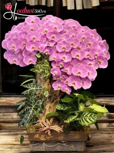 LHDGL - Tụ khí vương tài