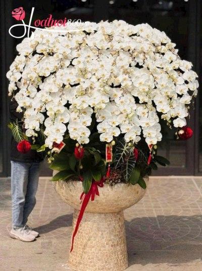 LHDT - Bạch lan phú quý