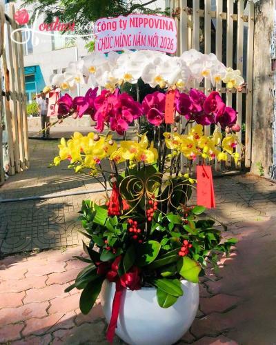 LHDT - Tam sắc thịnh vượng