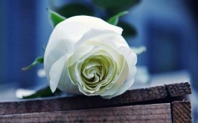 Hoa Hồng Trắng: Lịch Sử, Ý Nghĩa và Những Truyền Thuyết Hấp Dẫn