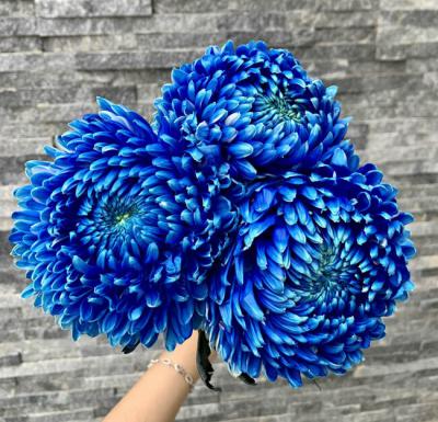 Tìm hiểu về cúc mẫu đơn xanh - Ý nghĩa, công dụng, giá bán