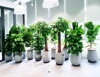 Top các loại cây cảnh văn phòng được yêu thích nhất 2023 