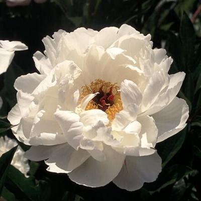 Ý nghĩa của hoa mẫu đơn trắng trong phong thủy