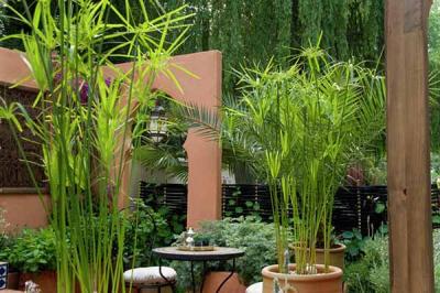 Đánh Giá Cây Thủy Trúc: Loài Cây Phong Thủy Đẹp