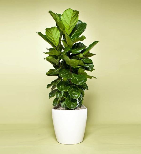 cây xanh trưng bày văn phòng