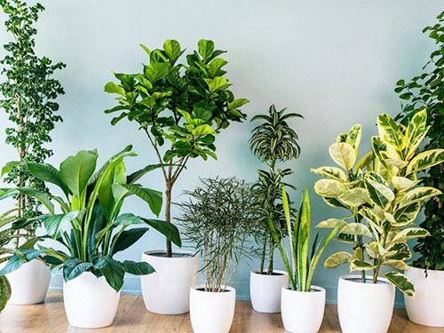 chọn cây cảnh văn phòng theo phong thủy