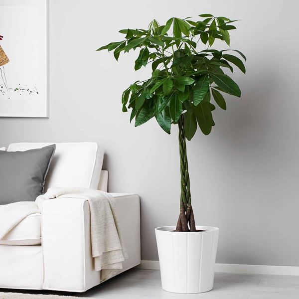 Cây xanh trưng văn phòng