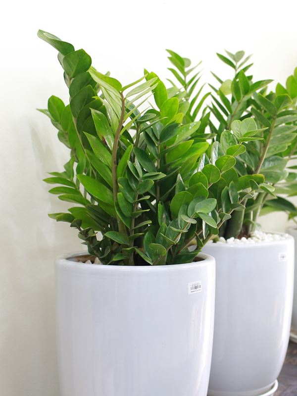 cây cảnh trưng văn phòng