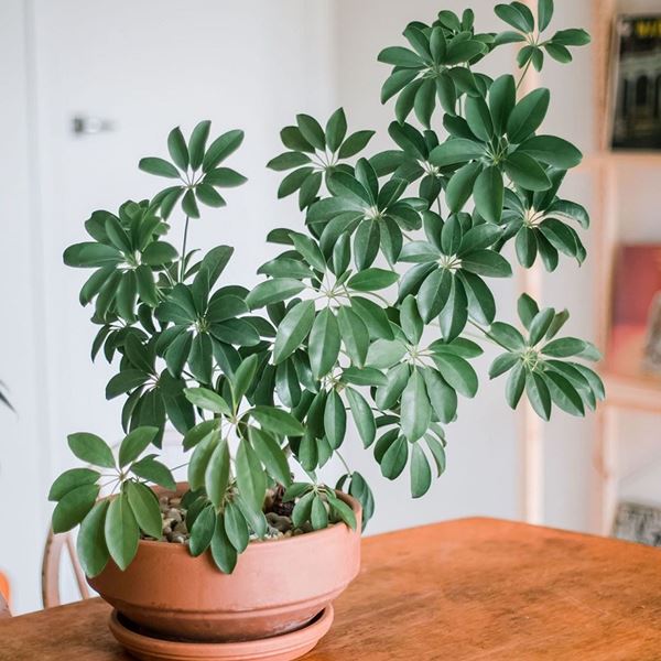 cây cảnh văn phòng