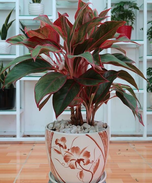 Cây cảnh đẹp để văn phòng