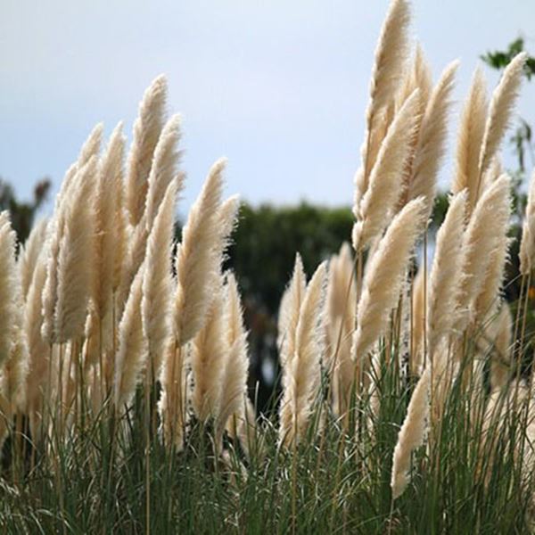 Cỏ bông lau là một loài cây thân thảo lâu năm, mọc thành bụi khá lớn