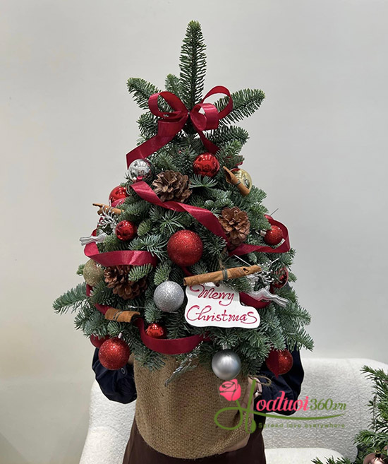 Hoa giáng sinh - Tuyết đầu mùa