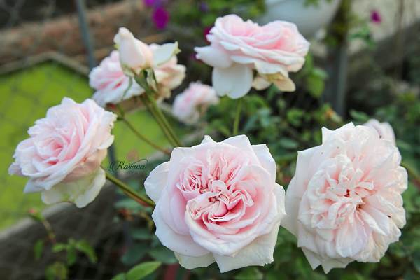 Lợi ích của cây hoa hồng Vân Khôi