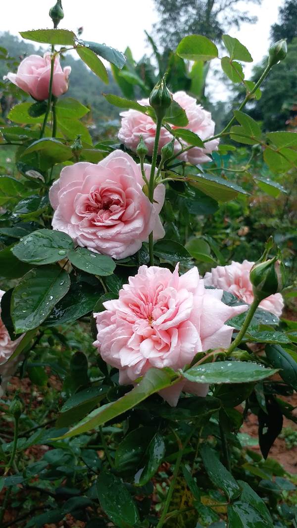 Chăm sóc cây hoa hồng Vân Khôi yêu cầu sự quan tâm và kiên nhẫn