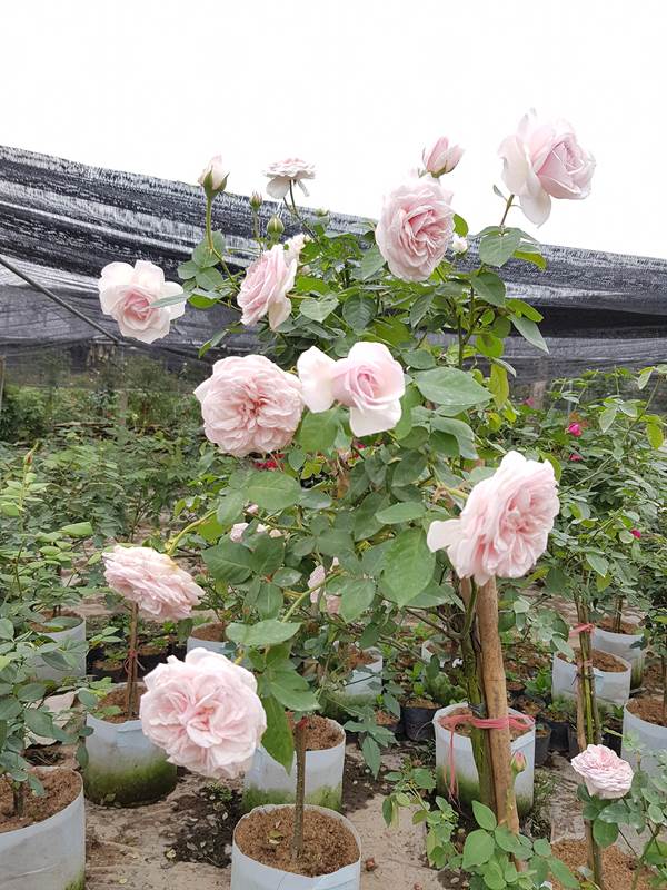 Cách trồng hoa hồng Văn Khôi