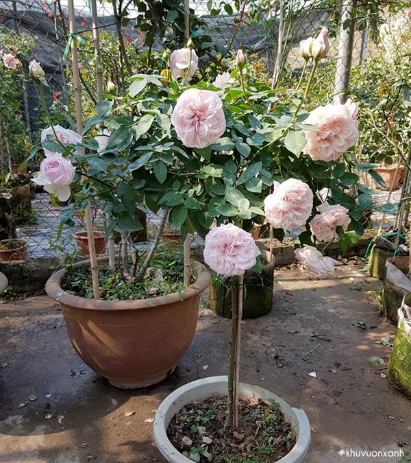 Cách chăm sóc hoa hồng Vân Khôi