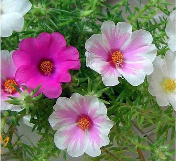 Ý nghĩa của hoa mười giờ