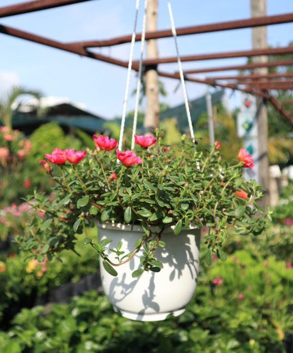 Cách trồng và chăm sóc hoa mười giờ