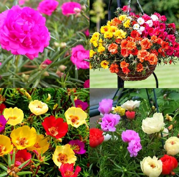 Phân loại hoa mười giờ