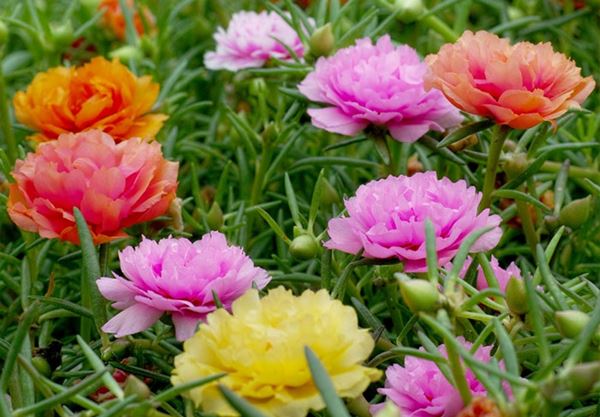 Chăm sóc hoa mười giờ vô cùng dễ dàng