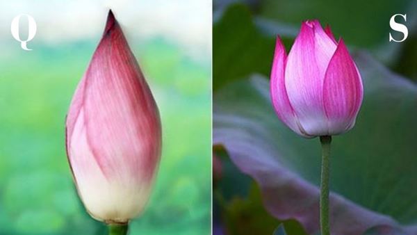 Phân biệt hoa sen và hoa quỳ qua hình dáng