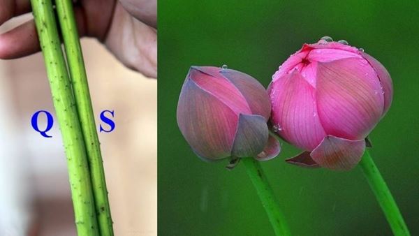 Hoa quỳ thường có thân cây lớn hơn và nhiều gai hơn