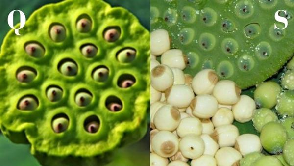 Hạt quỳ thường mang vị ngọt lờ lợ, một loại ngọt kiểu mì chính