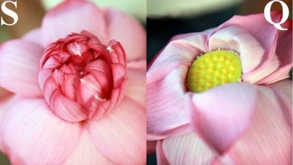 bông sen quỳ, cánh hoa thường mỏng và ít hơn