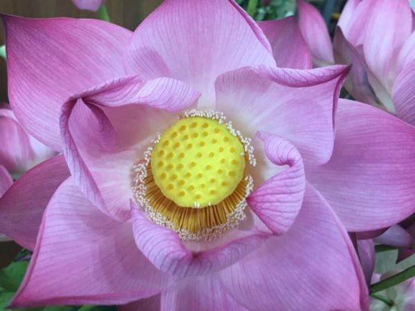 Hoa quỳ, còn được gọi là sen quỳ