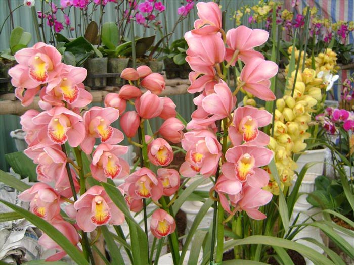 Giá hoa địa lan chưng tết có rẻ không