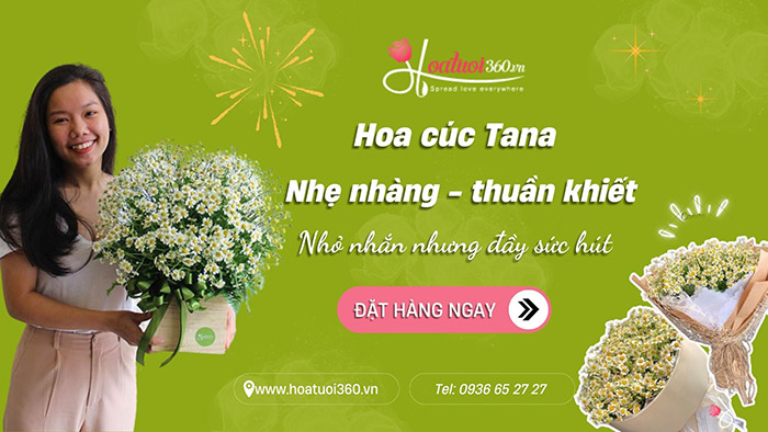 Địa chỉ mua hoa cúc Tana uy tín