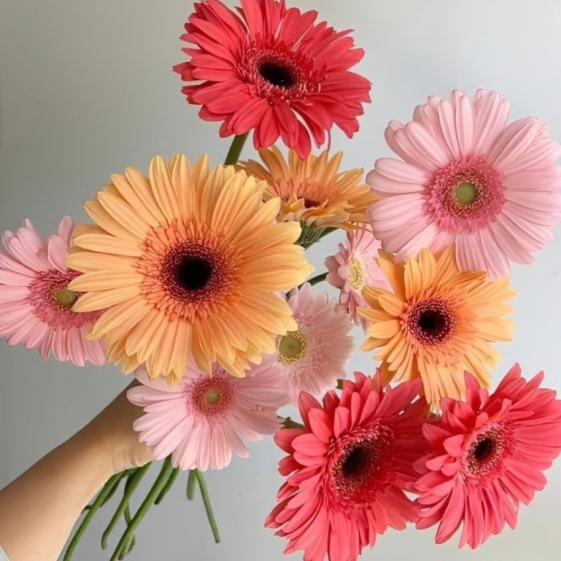 Mẹo hướng dẫn cách cắm hoa đồng tiền tươi lâu 