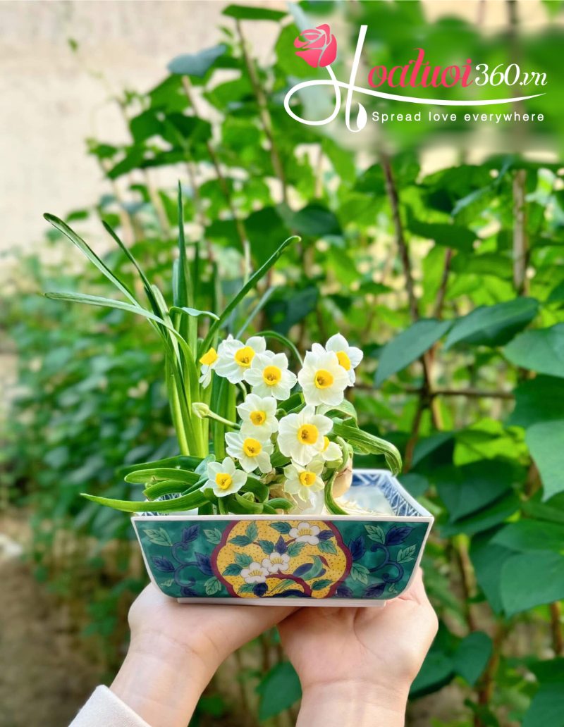 Bí quyết chăm sóc hoa thủy tiên