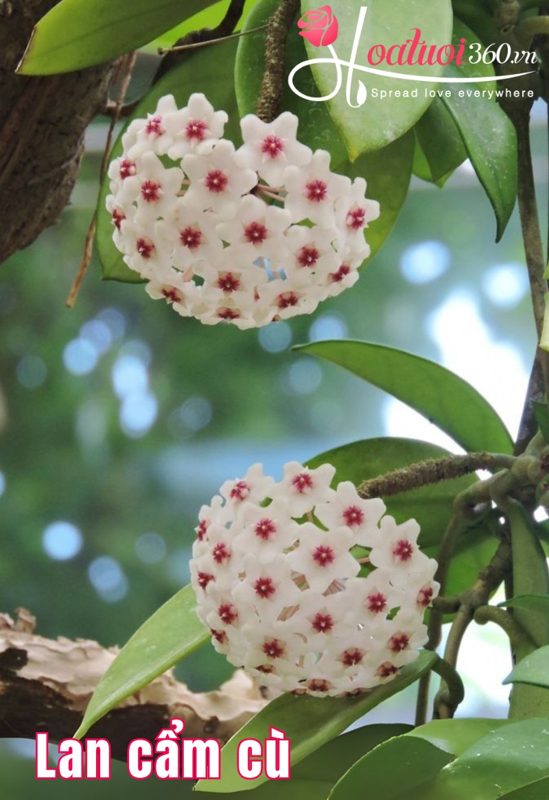 Hoa lan cẩm cù thích nghi tốt, dễ trồng