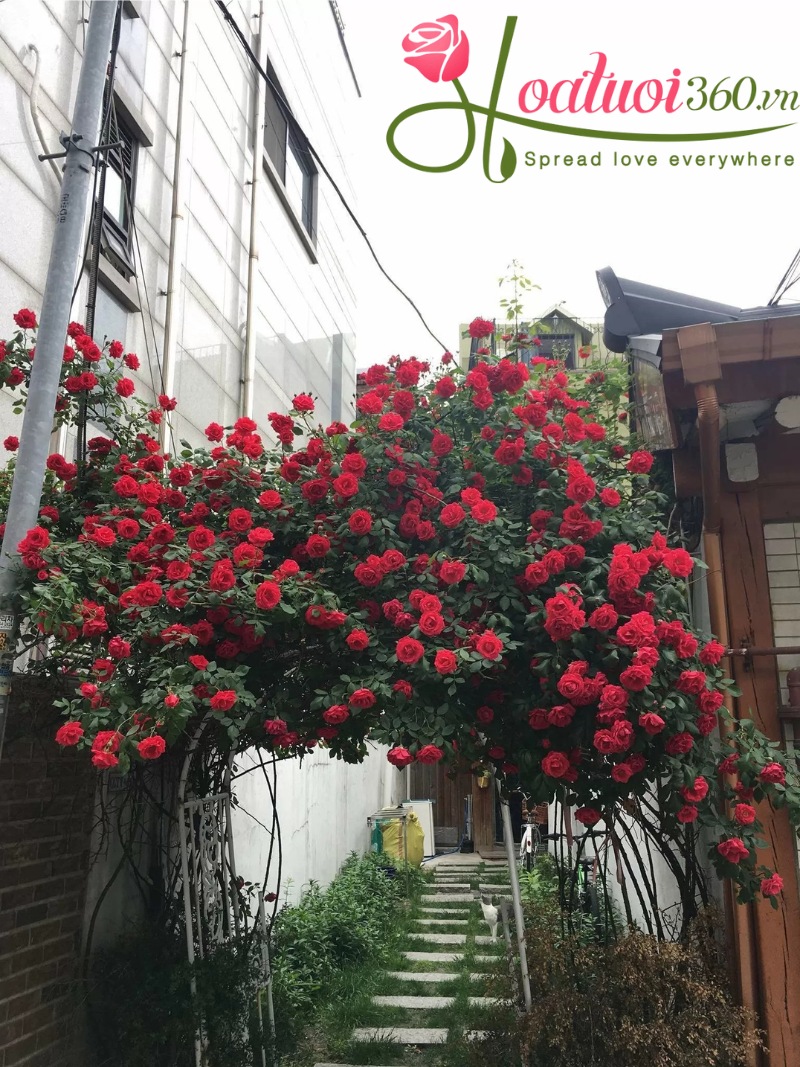 Những bông hoa hồng đỏ cổ Hải Phòng đẹp