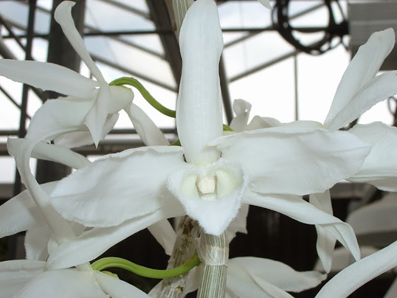 Lan rừng Giả Hạc trắng