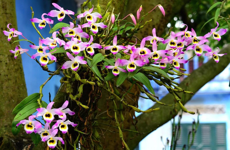 Hoàng thảo chuỗi ngọc