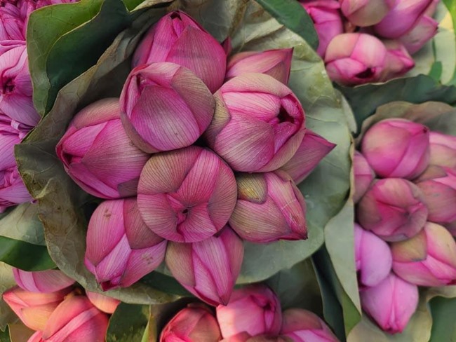 Cách cắm hoa sen tươi lâu