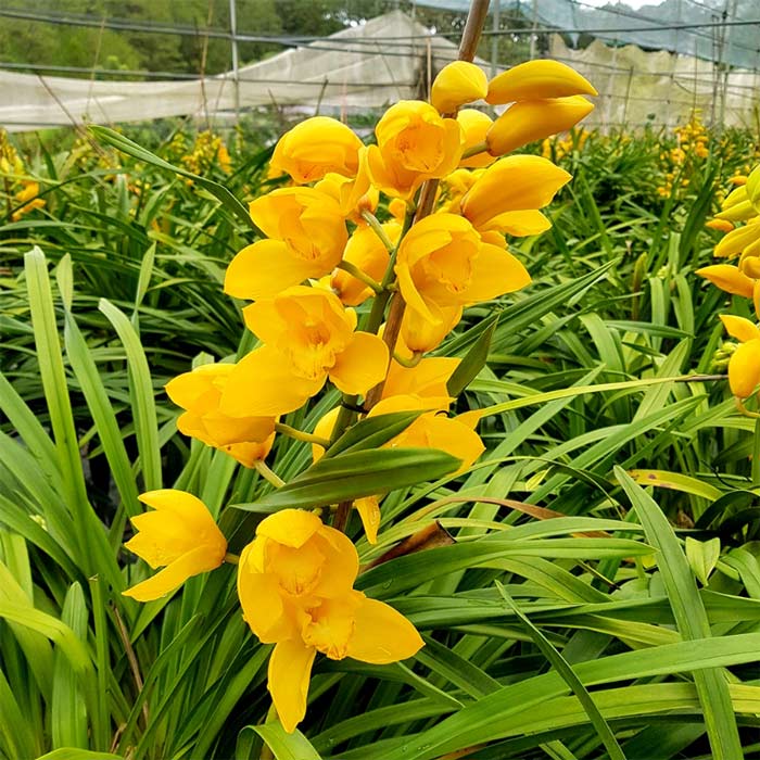 Chăm hoa địa lan trước tết