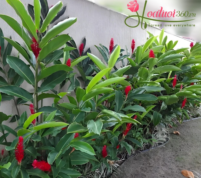 Cách chăm sóc hoa hạnh phúc